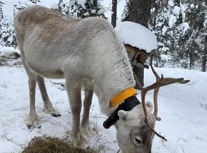 Levin Taiga - Log - Sauna, Free Pass, Near Levi Center
